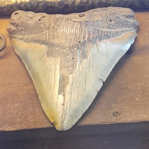 Δόντι καρχαρία